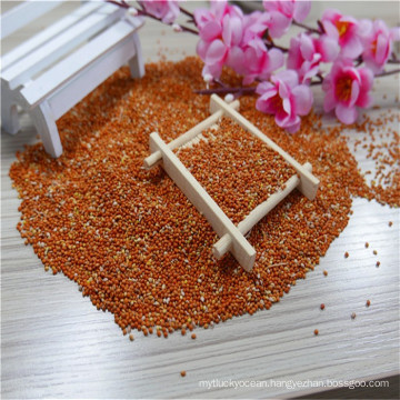 high quality red broom corn millet